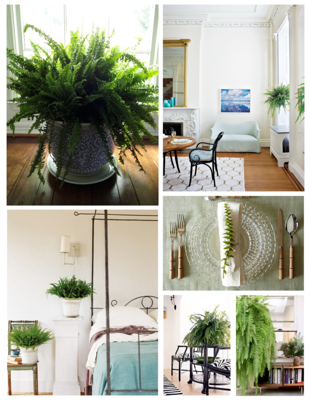 Emerald Green Delight:  Ferns Within The Interior