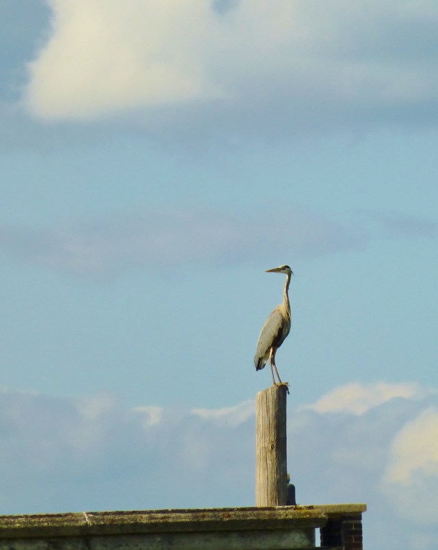 Herons were frequent visitors at the hatchery.  