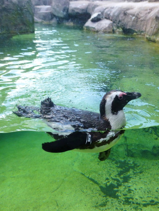 One of the first exhibits is the penguins.  This one is named Elvis--see the tag around his flipper?  It was fun watching them interact and learning about their lives at the Aviary.  Black and White décor is a classic color scheme and the Penguins wear their tuxedo style very well!