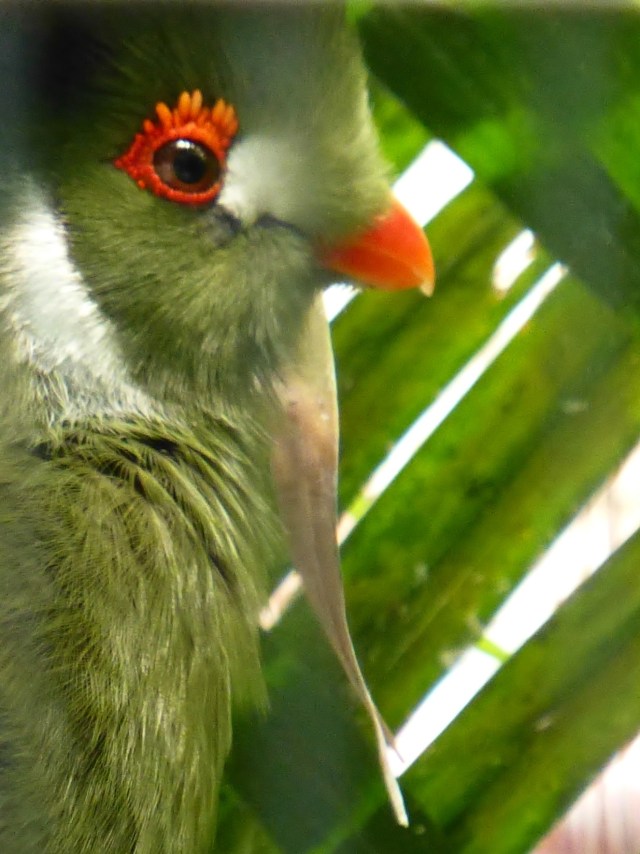 Here's a detail of another tropical variety...I love how it blends into the palm fronds, but the 'eyelashes' and beak are so bold and amazing!