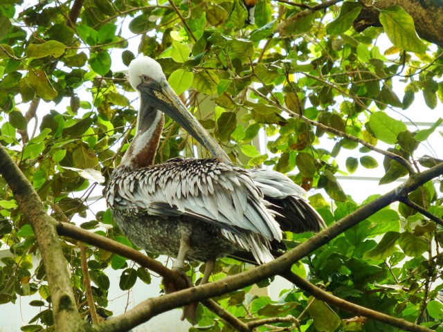Here's another shot of a majestic Pelican.  It looks so regal sitting in the branches of this tree!