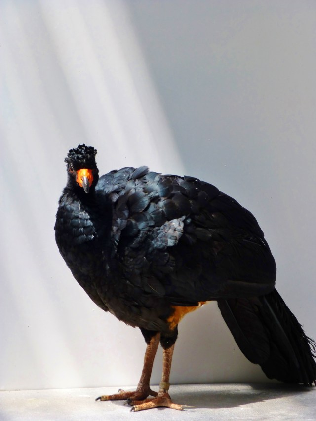 This shot reminded me of an image in Vogue.  I love the way the light shines down on the shiny black feathers.  The beak and toes are in such high contrast to the sleek, inky black.  It reminds me of a fashion model in a little black dress wearing bold orange pumps and carrying a matching handbag.