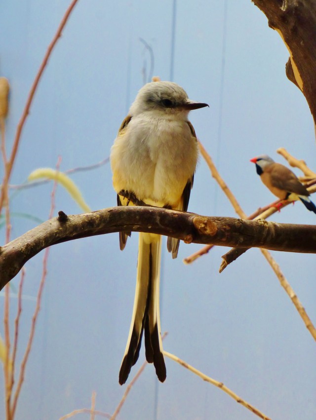 Here's a beauty that was also in the grassland area.  Its shape definitely caught my eye--the long split tail and the fluffy round body are so sculptural.