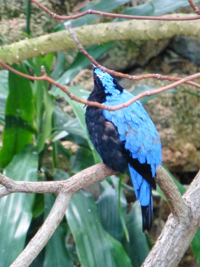 If you're looking for color, a good place to visit is the tropical room at the National Aviary.  There are so many colorful exotic species here!