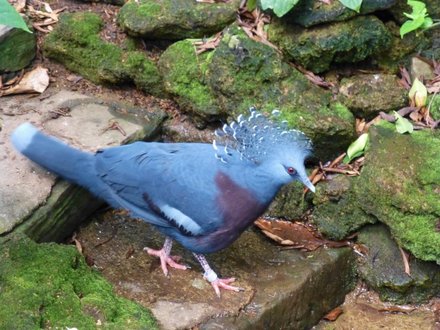 This blue and purple wonder is called a Victoria Crown Pigeon.  They are natives of Australia.  This was one of Grady's favorite birds, and the National Aviary has a pair.