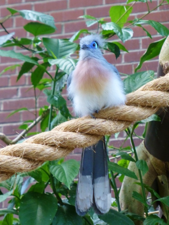 I'll leave you with two images of my own favorite bird at the Aviary.  This one has it all:  color, form, and of course texture.