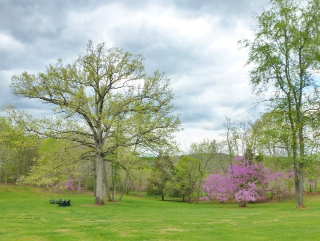 To the right of the pool is this marvelous tree with numerous black-painted Adirondack chairs beneath.  So simply elegant!