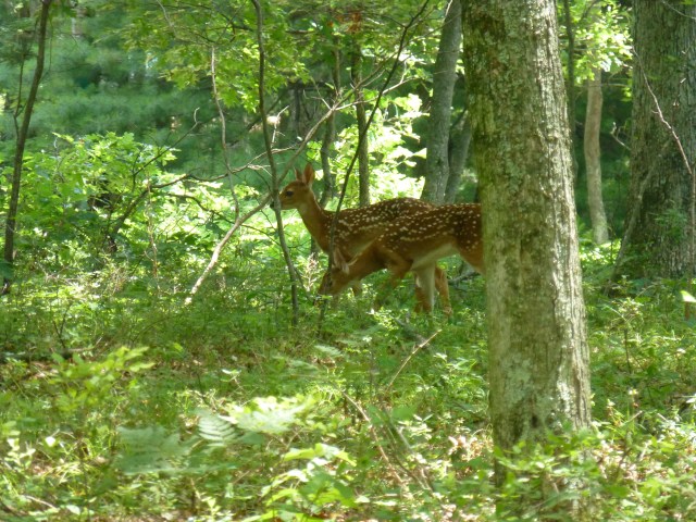 The Pocono Mountains, it's nature and wildlife, remind us of the are of West Virginia where my husband and I grew up. 