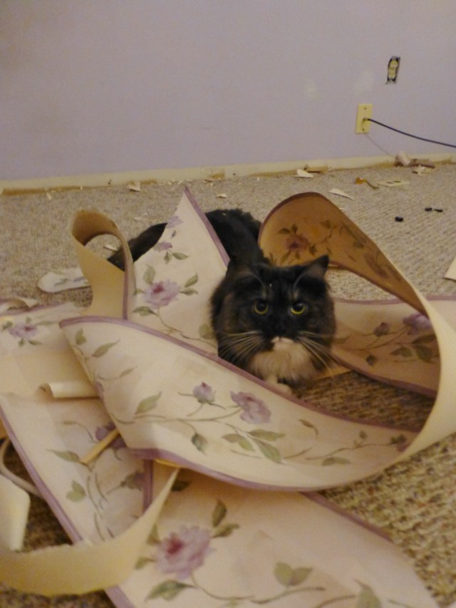 The Shack Upstairs Bedroom Cat Removing Wallpaper