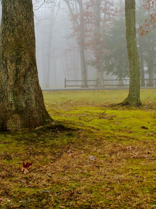 Foggy Day Moss and Trees in the Southern Poconos Jim Thorpe PA Kristine Robinsons Interiors (2)