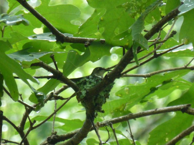 Hummingbird Nesting at The Shack Southern Poconos Jim Thorpe PA Kristine Robinsons Interiors (2)