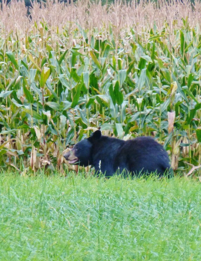 Mr V Southern Poconos Bear Kristine Robinsons Interiors