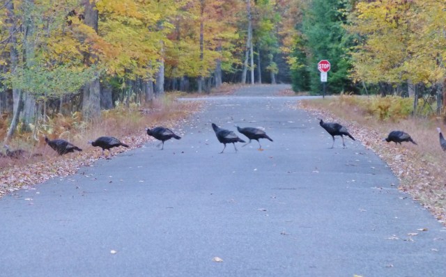 Turkey Crossing Road Jim Thorpe PA Southern Poconos Fall Kristine Robinsons Interiors (2)