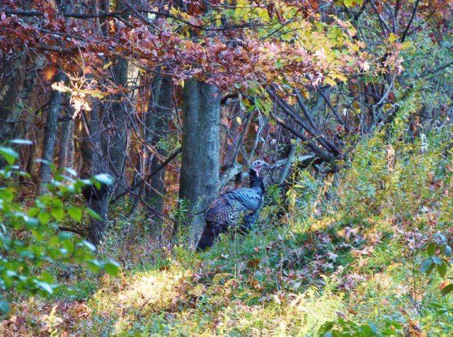 Turkey in the fall at The Shack Southern Poconos Jim Thorpe PA Kristine Robinsons Interiors (2)